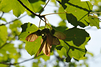 Acer opalus